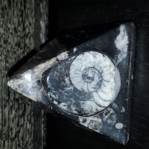 Orthoceras Pyramid Fossil